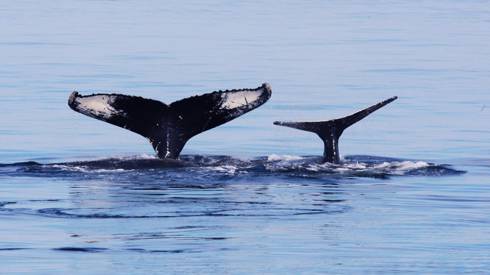 Maman baleine avec son petit