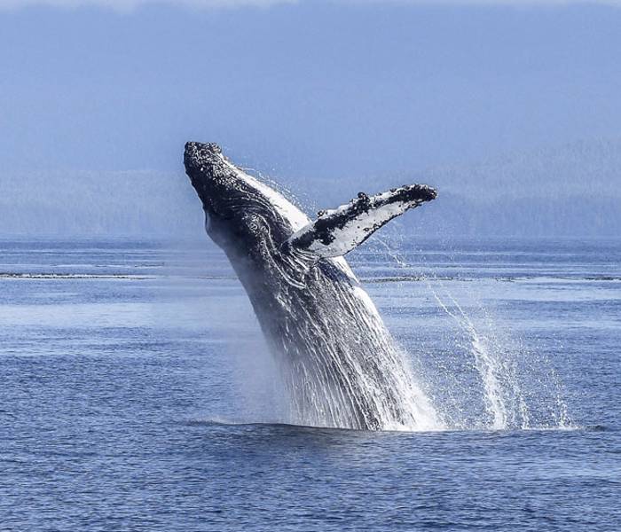 Baleine à bosse qui saute