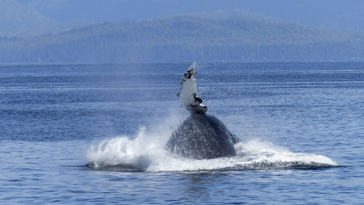 Humpback whale in action