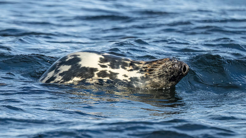 A grey seal with a distinctive patterned fur coat and a small wound on its neck swims in choppy blue water. The seal's head is partially submerged, and droplets of water are visible around it.