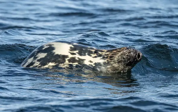 A grey seal with a distinctive patterned fur coat and a small wound on its neck swims in choppy blue water. The seal's head is partially submerged, and droplets of water are visible around it.