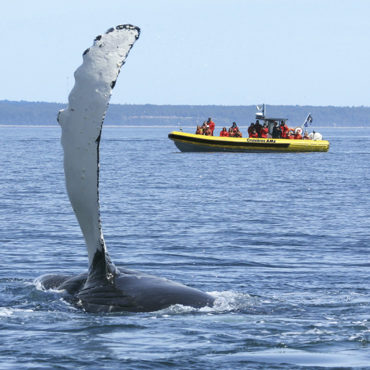 Whale Watching Quebec, Tadoussac