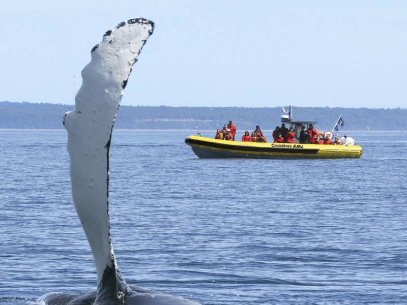 Excursion en zodiac et baleine qui sort de l'eau