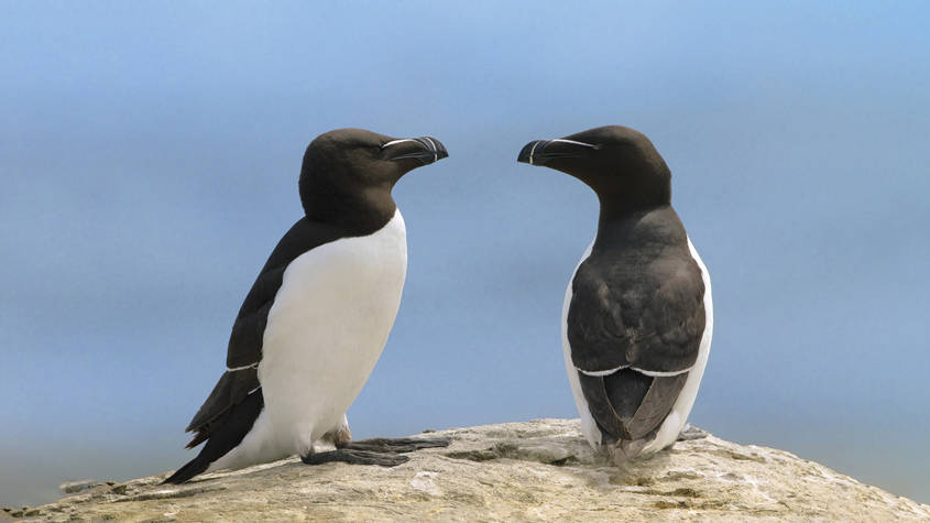 Le sac de Maman chez Léveil des ptits Pingouins