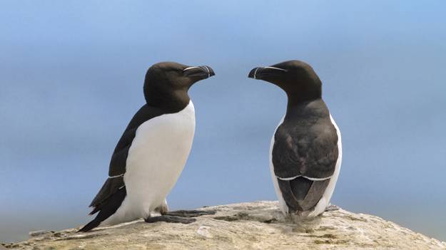 Two little penguins