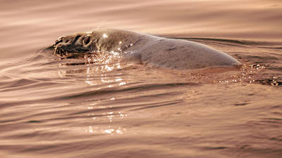 Seal partially submerged in calm water, with sunlight creating sparkling reflections on the surface and its wet skin. The water has a warm, golden hue.
