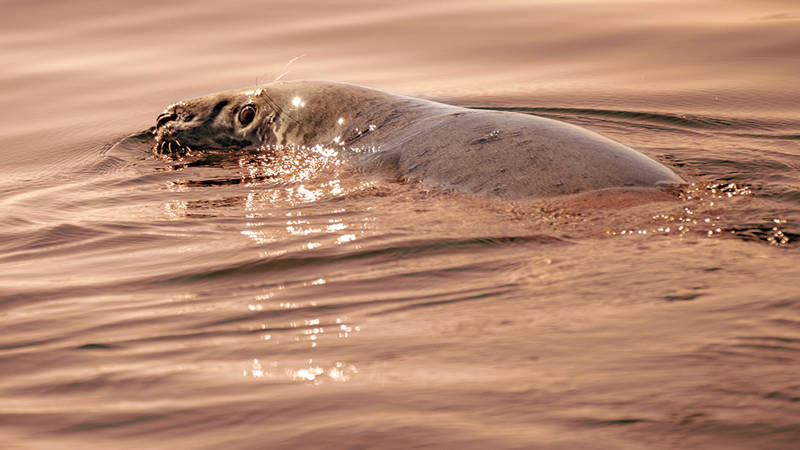 Seal partially submerged in calm water, with sunlight creating sparkling reflections on the surface and its wet skin. The water has a warm, golden hue.