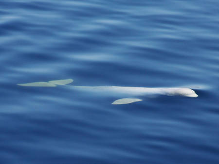 White Whale