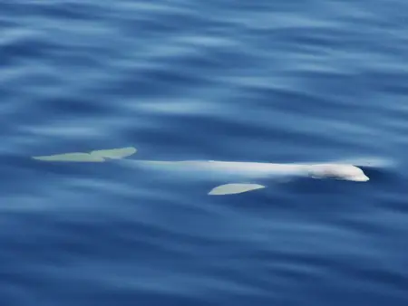 White Whale