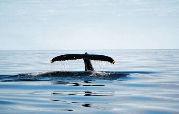 Humpback whale tail coming out of the water