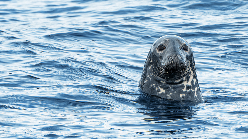 Un phoque tacheté à la tête lisse et aux moustaches émerge de la mer bleue scintillante, son corps étant principalement immergé. L'eau ondule doucement autour de lui sous un ciel clair et lumineux.