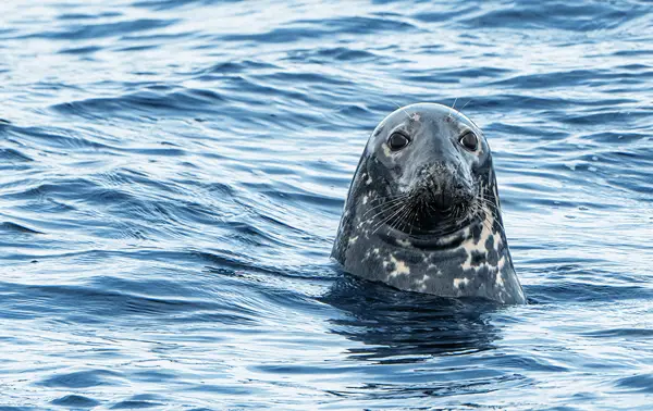 A spotted seal with a smooth head and whiskers peeks out of the shimmering blue sea, its body mostly submerged. The water ripples gently around it under a bright, clear sky.
