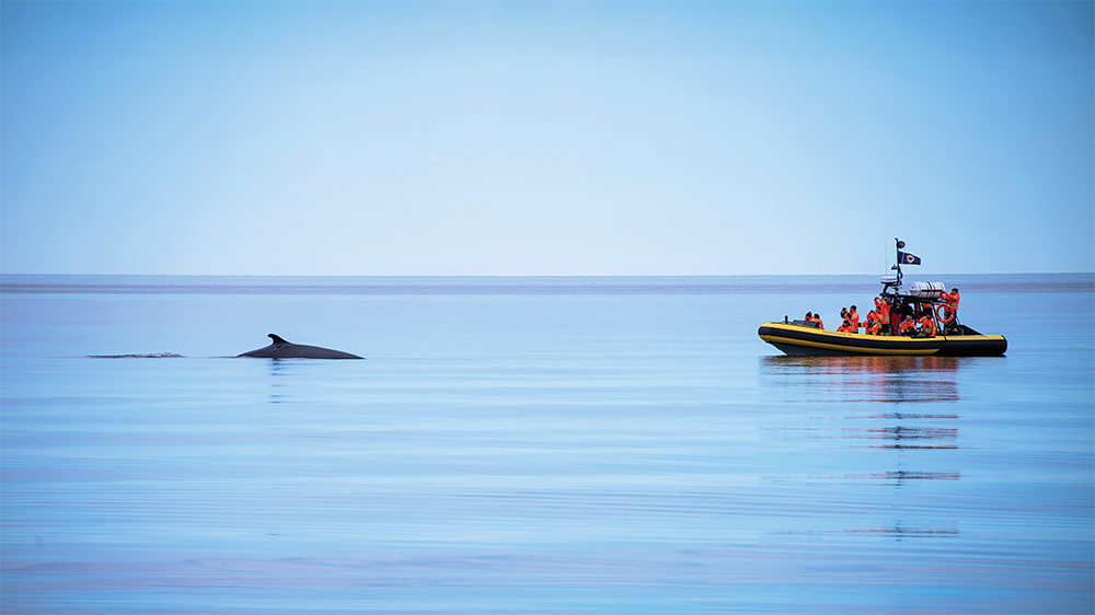 A yellow observation boat filled with passengers in life jackets floats on calm waters. To the left, a whale surfaces, showing its back and dorsal fin. The sky is light blue in this serene scene.