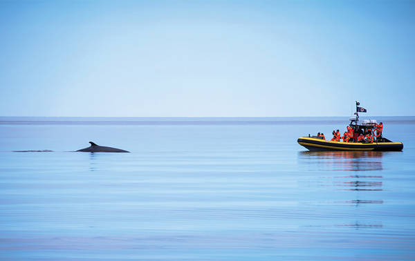 A yellow observation boat filled with passengers in life jackets floats on calm waters. To the left, a whale surfaces, showing its back and dorsal fin. The sky is light blue in this serene scene.