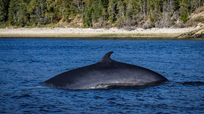 A whale swims at the water's surface, showing its smooth back and dorsal fin. In the background, a shoreline lined with a dense forest and pebbles is visible under a clear sky.