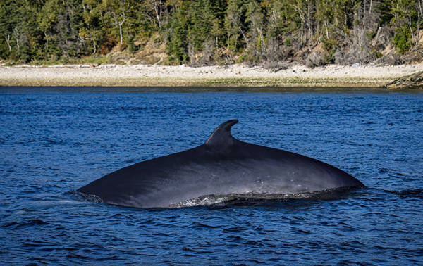 A whale swims at the water's surface, showing its smooth back and dorsal fin. In the background, a shoreline lined with a dense forest and pebbles is visible under a clear sky.