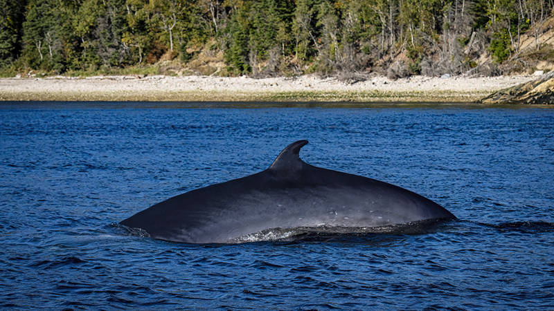 A whale swims at the water's surface, showing its smooth back and dorsal fin. In the background, a shoreline lined with a dense forest and pebbles is visible under a clear sky.