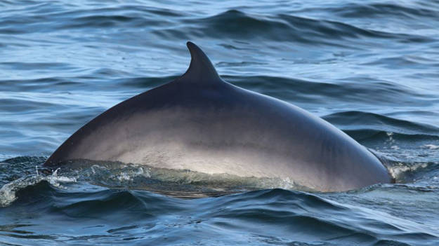 Dos de baleine