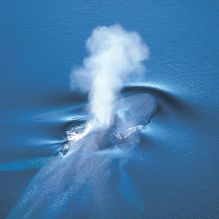 Whale under water