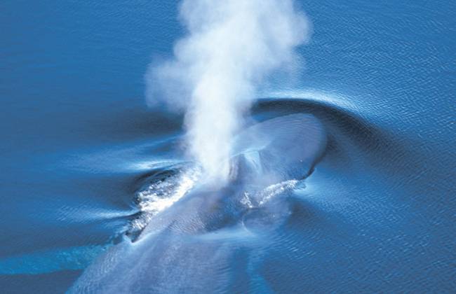 Whale under water