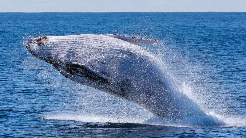 Whale jumping out of water