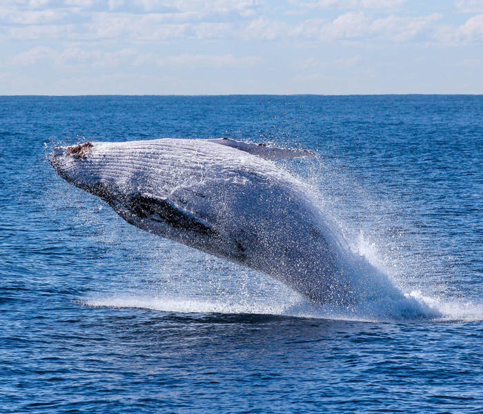 Whale jumping out of water