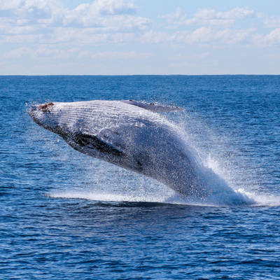 Whale jumping out of water