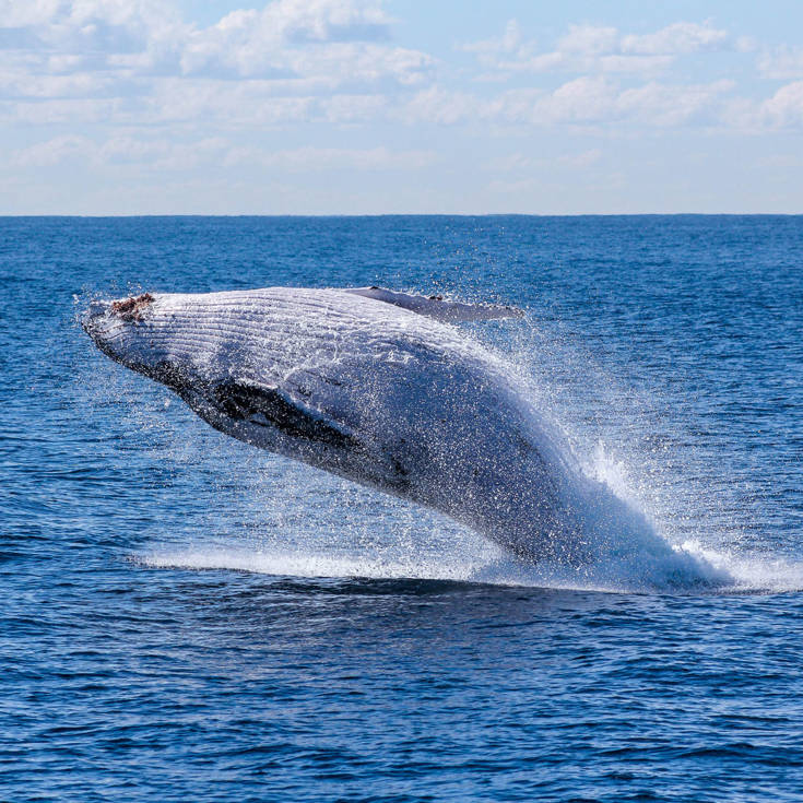 Whale jumping out of water