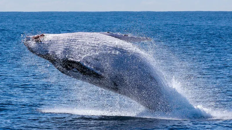 Whale jumping out of water