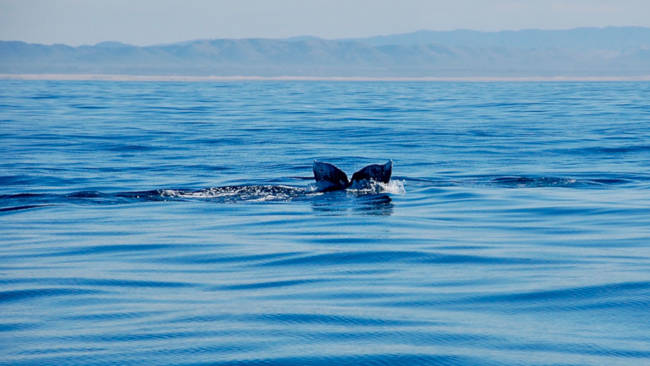 Queue de baleine hors de l'eau