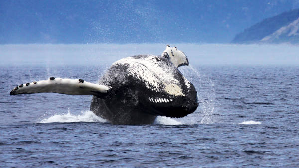 Whale jumping out of water