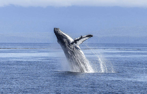 Baleine à bosse qui saute
