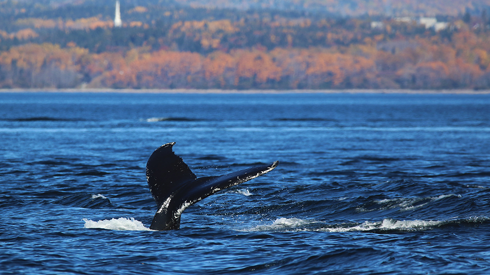 Une queue de baleine émerge de l'océan, éclaboussant de l'eau contre un ciel bleu clair. Le majestueux appendice caudal se détache sur la surface de la mer, capturant un moment dynamique dans l'environnement marin.