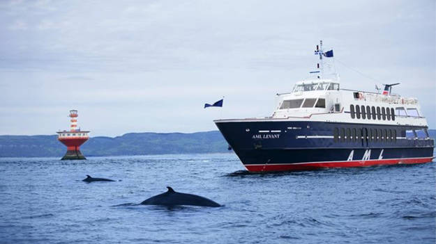 Whale watching cruise - AML Levant