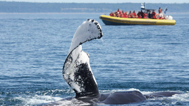 Excursion en zodiac et baleine qui sort de l'eau