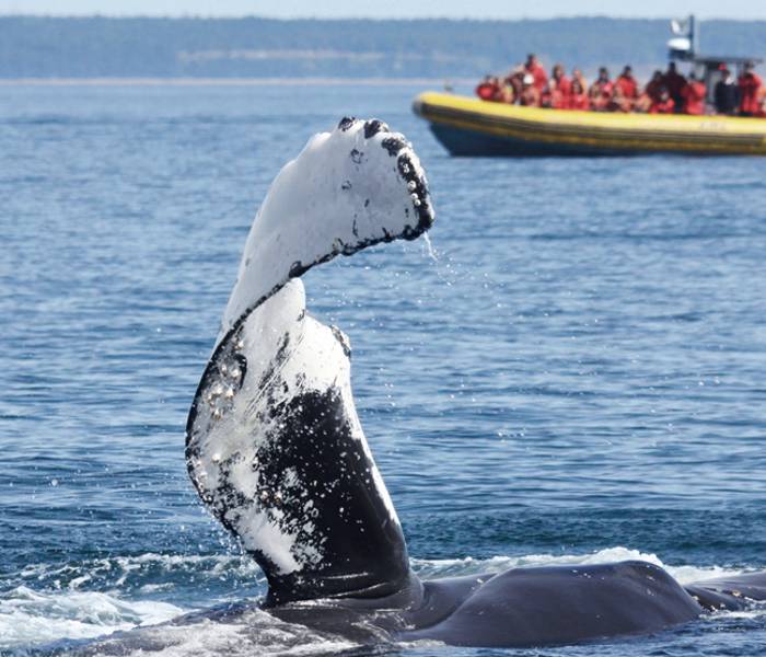 Excursion en zodiac et baleine qui sort de l'eau