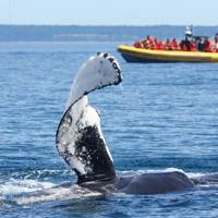 whale watching tours quebec