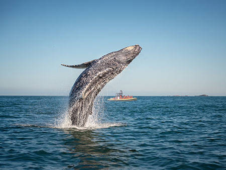 A humpback whale performs a dramatic breach out of the water, creating splashes around it. In the background, a small observation boat with passengers is visible on calm waters under a clear blue sky.
