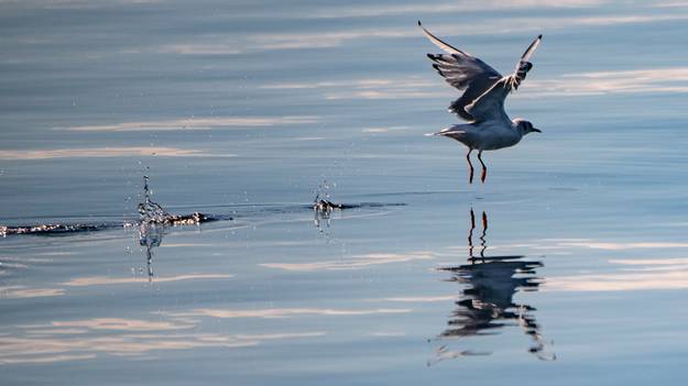 Seagull fly near water