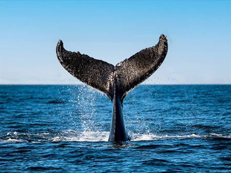 A whale's tail emerges from the ocean, splashing water against a clear blue sky. The majestic fluke is highlighted against the sea's surface, capturing a dynamic moment in the marine environment.