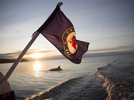 A flag flutters at the back of a boat during sunset, with calm water and the silhouette of a porpoise surfacing. The boat's wake creates a dynamic element in the serene scene.