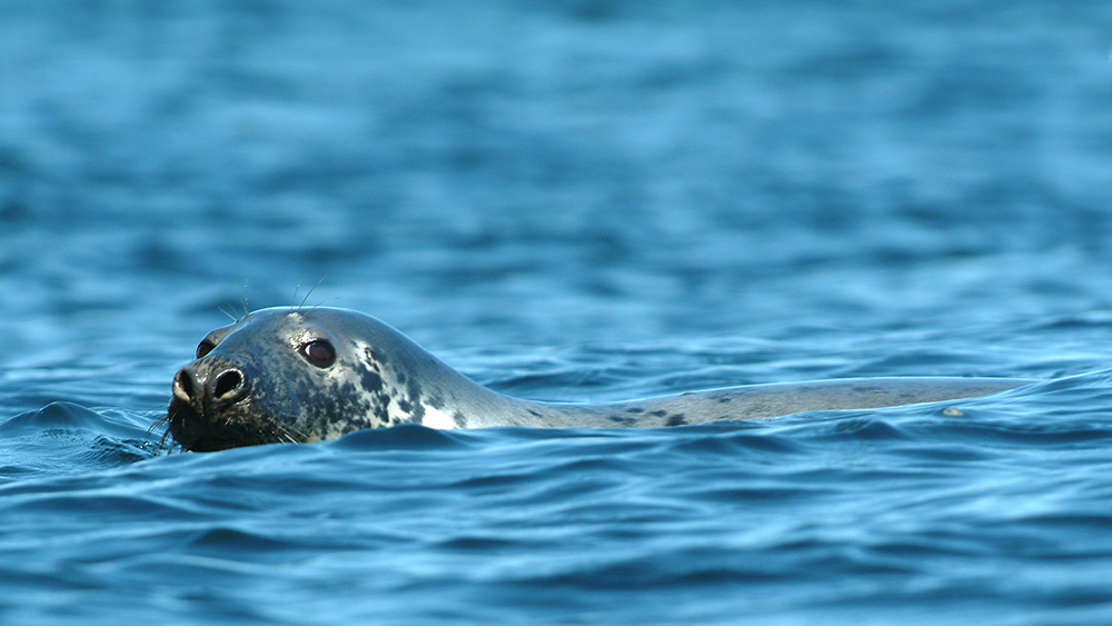 Full-day Bus Excursion and Whale Watching Tour on a Zodiac