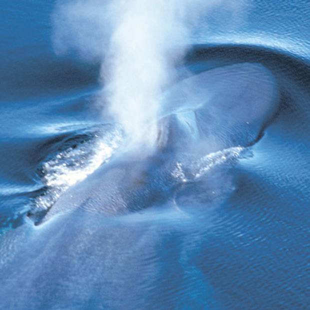 Baleine respirant à la surface