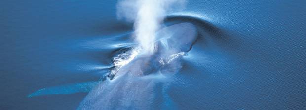 Baleine respirant à la surface