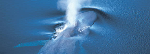 Whale under water breathing