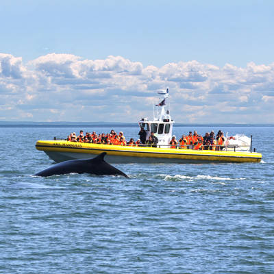 Whale watching on the zodiac