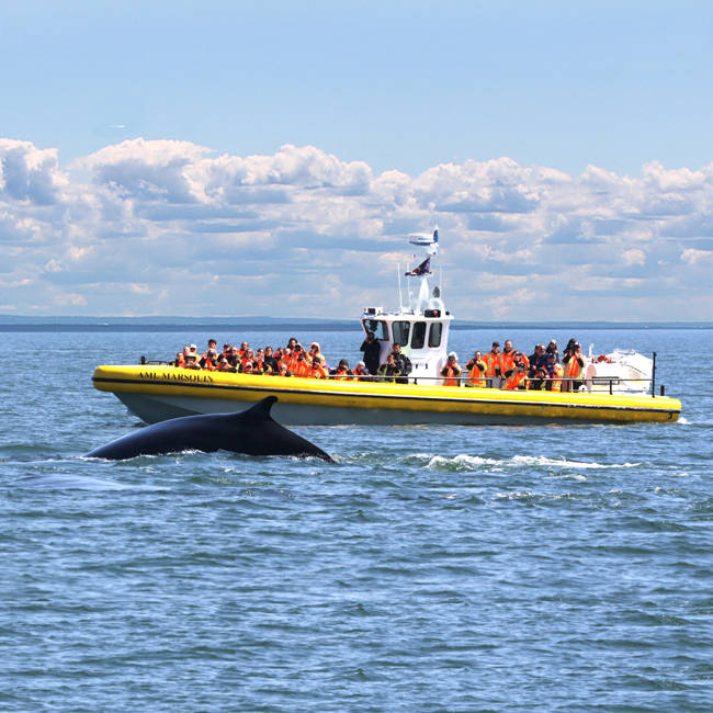 Whale watching on the zodiac