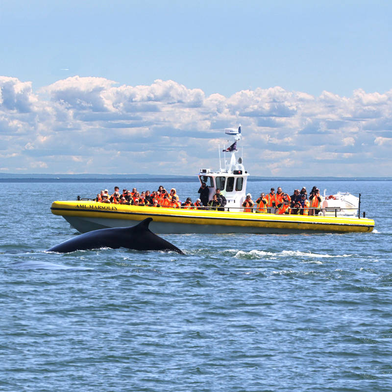 Observation des baleines en Zodiac