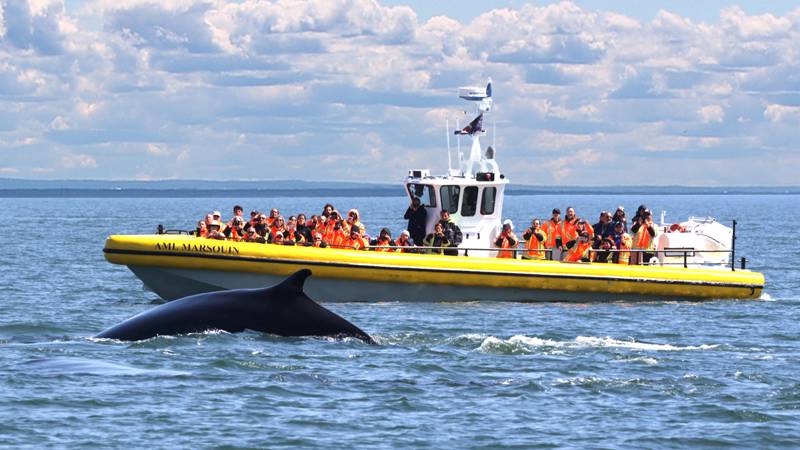 Whale watching on the zodiac