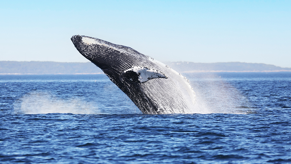 A humpback whale breaches spectacularly out of the water, creating splashes around it. The blue sea glistens under a clear sky, with a distant horizon line.